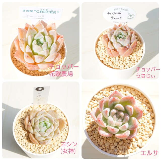 多肉植物 葉挿しちゃん❣️ 脱がせる 多肉植物 葉挿しちゃん❣️ 脱がせる