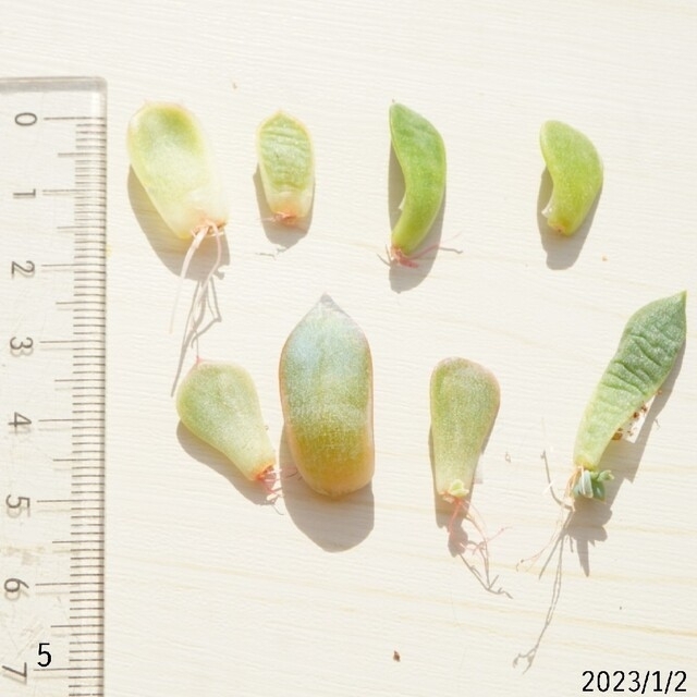 レア品種入り 葉挿しセット ⑤ 発芽発根済あり！ 多肉植物 韓国苗