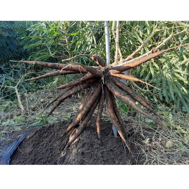 キャッサバ芋の苗 40本 - 野菜