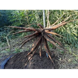 国産無農薬栽培キャッサバ芋の苗 300本セットの通販 by 加藤農園's