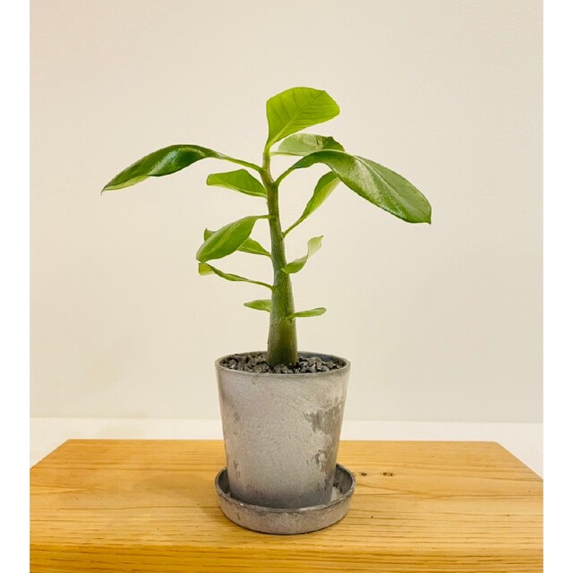 アデニウムの盆栽 塊根植物の通販 by こけだまや|ラクマ