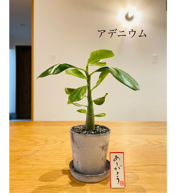 アデニウムの盆栽 塊根植物の通販 by こけだまや|ラクマ