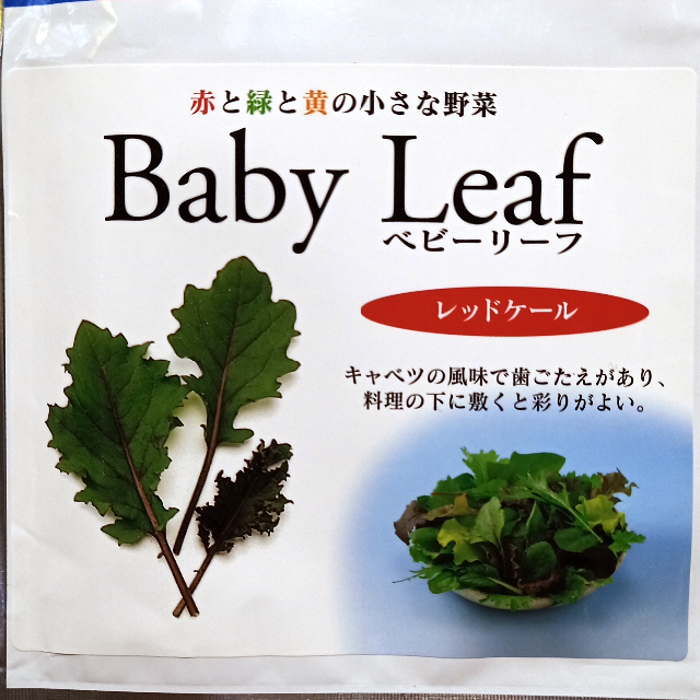 ベビーリーフ種子 B-35 レッドケール 2.5ml 約500粒 x 2袋 食品/飲料/酒の食品(野菜)の商品写真