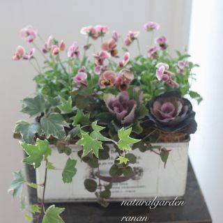 ラクマ限定SALE❁⃘*.ﾟpinkコアラ♡♡ナチュラルな寄せ植え(プランター)