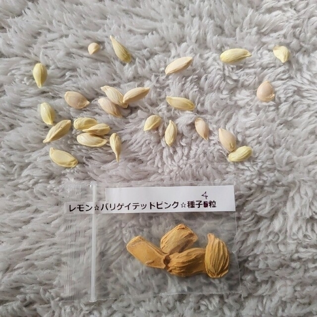 広島県産レモンの種 10粒＋ピンクレモネードの種 4粒 ハンドメイドのフラワー/ガーデン(プランター)の商品写真