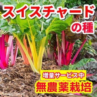 スイスチャードの種【100粒以上】★無農薬栽培・増量サービス中(野菜)