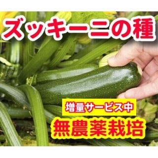 ズッキーニの種【20粒】無農薬栽培・増量サービス中(野菜)