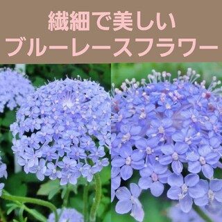 育て方付き❀切り花や花材にも人気の美しい*ブルーレースフラワー*花の種(その他)