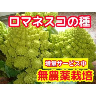 ロマネスコの種【50粒】★無農薬栽培・増量サービス中(野菜)