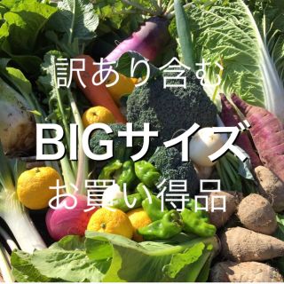 訳あり含む　採れたて新鮮冬野菜詰め合わせ　10kg(野菜)