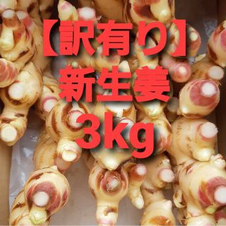 農家直送【訳あり】新生姜　3kg(野菜)