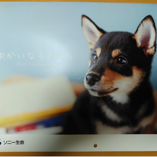 SONY(ソニー)の2023カレンダーゆかいな子犬たち インテリア/住まい/日用品の文房具(カレンダー/スケジュール)の商品写真