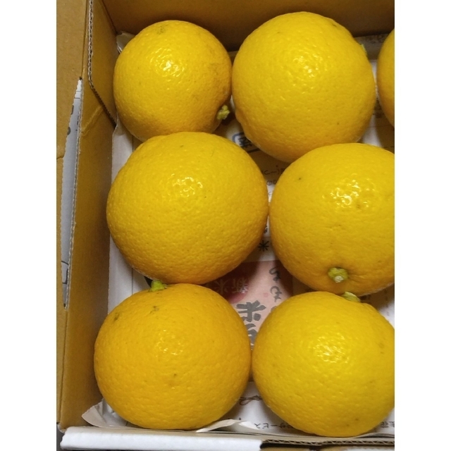 国産グリーンレモン 小玉1.1kg 通販