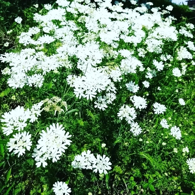 オルレア　オルラヤ　ホワイトレースフラワー　種 ハンドメイドのフラワー/ガーデン(その他)の商品写真