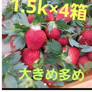 早いもの勝❤ゆうべに規格外❤1.5k×4箱クール便送料込14000→11000(フルーツ)