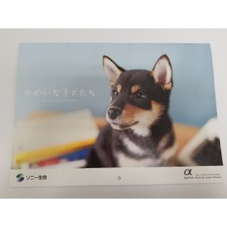 ソニー(SONY)の★新品★2023年 壁掛けカレンダー★sony生命 可愛い犬 イヌ(カレンダー/スケジュール)