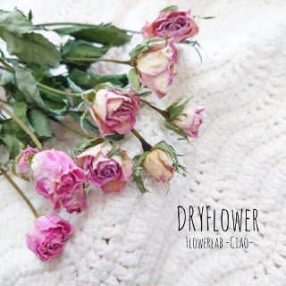 ミニ薔薇　ドライフラワー　【花材】　4(ドライフラワー)