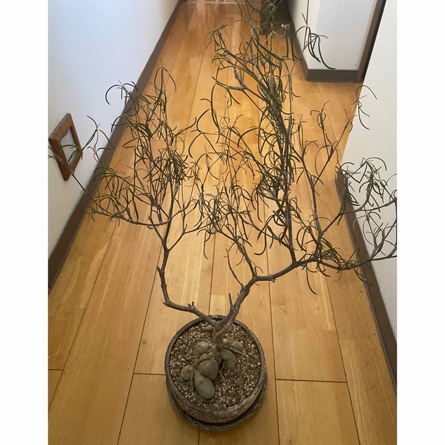 珍奇塊根植物 ユーフォルビア ヘディオトイデス 極上特大株
