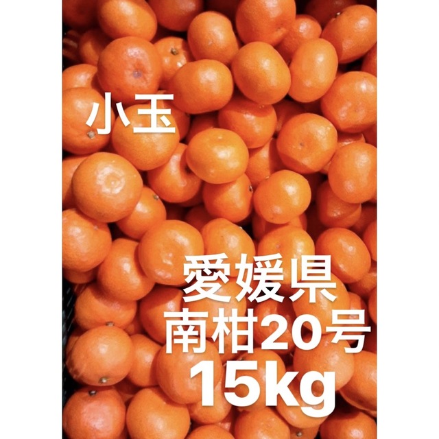 愛媛県産　南柑20号　柑橘　15kg