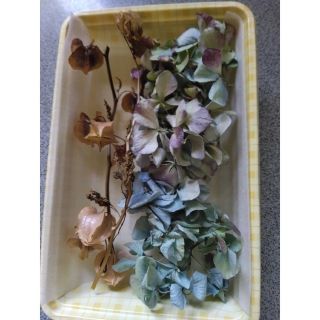 北海道　紫陽花&黒ほおずき　ドライフラワー　リース花材　売り切り!!(ドライフラワー)