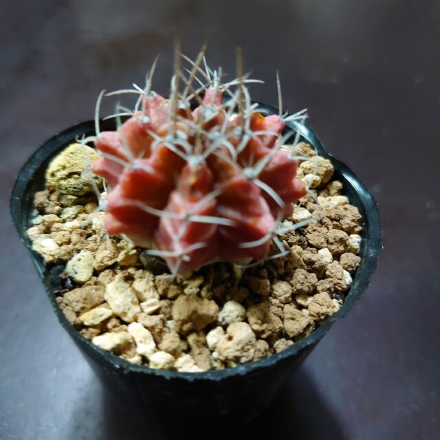 多肉植物 サボテン36 ギムノカリキウム 牡丹玉 | campinglacaletilla.cl