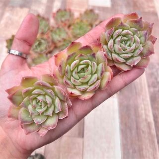 多肉植物 ファイヤーフラワー チャンフィ苗 韓国苗の通販 by pariʚ