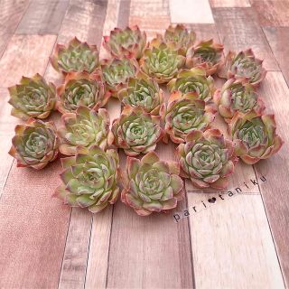 多肉植物 ファイヤーフラワー チャンフィ苗 韓国苗の通販 by