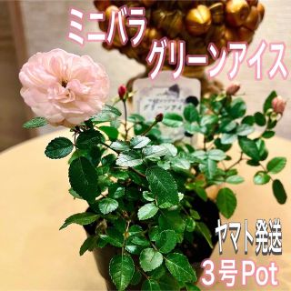 ミニバラ　グリーンアイス　ヤマト便　永久不滅！　苗　3号Pot(その他)