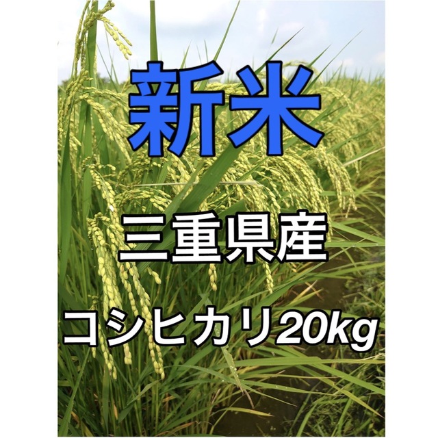 お米新米 お米 令和４年  三重県産 コシヒカリ 白米２０kg【一等米】