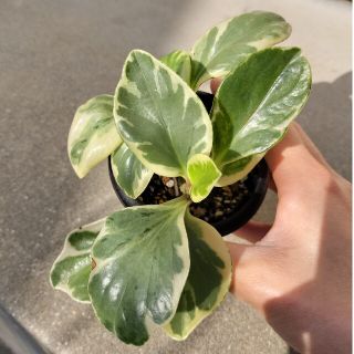 観葉植物　斑入りペペロミア　抜き苗(その他)