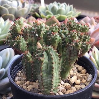 多肉植物　ユーフォルビア2種　抜き苗全量！！(その他)