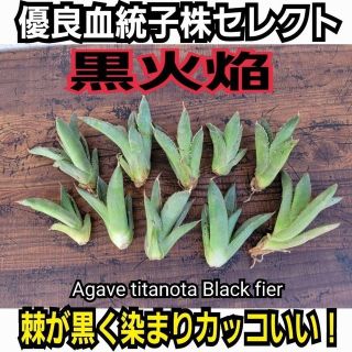 アガベ　チタノタ　ブラックファイヤー　厳選優良血統子株　棘が黒く染まりカッコいい(その他)