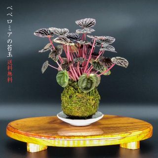 (完売しました)ペペロミアの苔玉『インテリアグリーンとして人気』(その他)