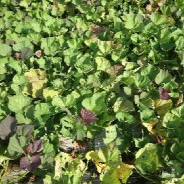 大分県産 紅はるか Lサイズ ５kg 食品/飲料/酒の食品(野菜)の商品写真