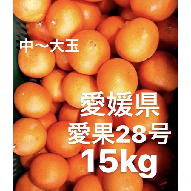 食品愛媛県産　愛果28号　柑橘　15kg