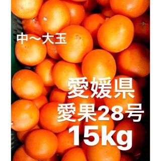 愛媛県産　愛果28号　柑橘　15kg