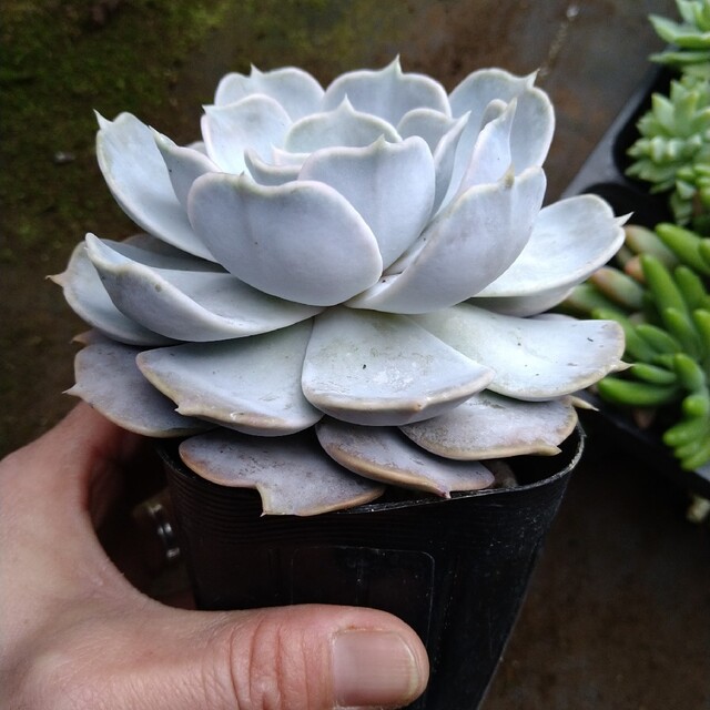 多肉植物 リラシナかなり大きめ抜き苗 | 【多肉植物】リラシナ 大きめ