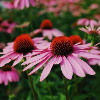 秋・春蒔き　深紅の花芯とピンクの花びら　エキナセア・ルビースター　種⋆30粒(その他)