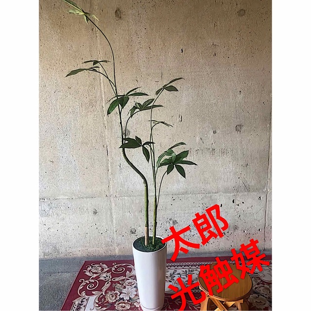 光触媒　人工観葉植物　ウォールグリーン　フェイクグリーン　パキラポットL