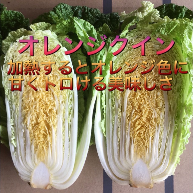 訳あり含む　採れたて新鮮冬野菜詰め合わせ　10kg 食品/飲料/酒の食品(野菜)の商品写真