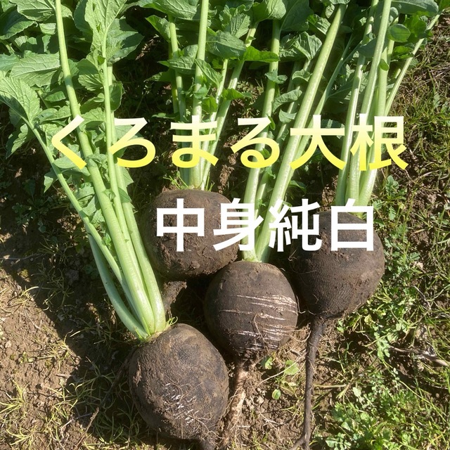 訳あり含む　採れたて新鮮冬野菜詰め合わせ　10kg 食品/飲料/酒の食品(野菜)の商品写真