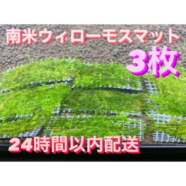 ウィローモスマット3枚セット 6cm 4cm 3枚 南米ウィローモス 無農薬の通販 By 紅葉えび ラクマ ウィローモスマット3枚セット 6cm 4cm 3枚 南米ウィローモス 無農薬の通販 By 紅葉えび ラクマ
