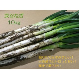 掘りたて瑞々しい深谷ねぎ 10kg 特別栽培 農家直送(野菜)