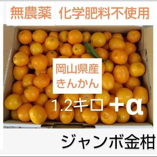 岡山県産 無農薬  化学肥料不使用  きんかん 金柑 キンカン(フルーツ)