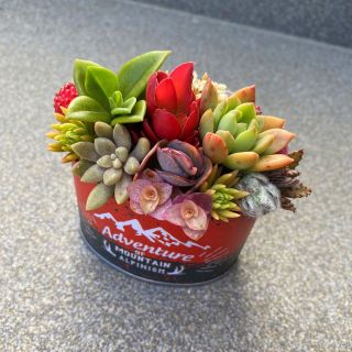 値下げ中★★モリモリ❤️可愛い★オーバル型★寄せ植え★このまま飾れます★多肉植物(その他)