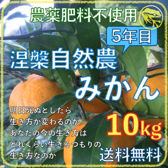 涅槃自然農みかん10kg 2年目 農薬肥料不使用 自然農法 海乃蛙自然農園