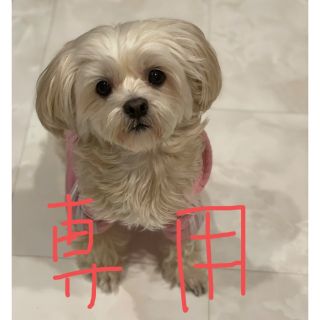 PHS本体の中古フリマアイテム一覧 PHS本体の中古フリマアイテム一覧
