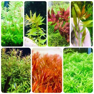 水草セット　7種類 水中葉　無農薬　無害虫(アクアリウム)