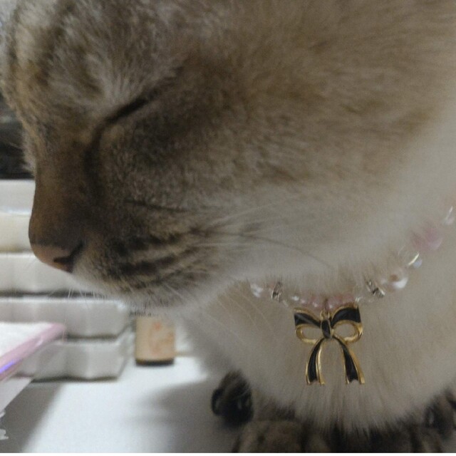 りぼん❤チャーム 猫首輪(オレンジ)