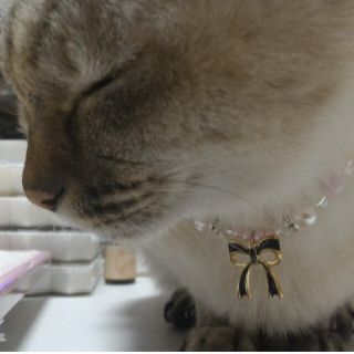 りぼん❤チャーム 猫首輪(オレンジ)の通販 by chizuru|ラクマ